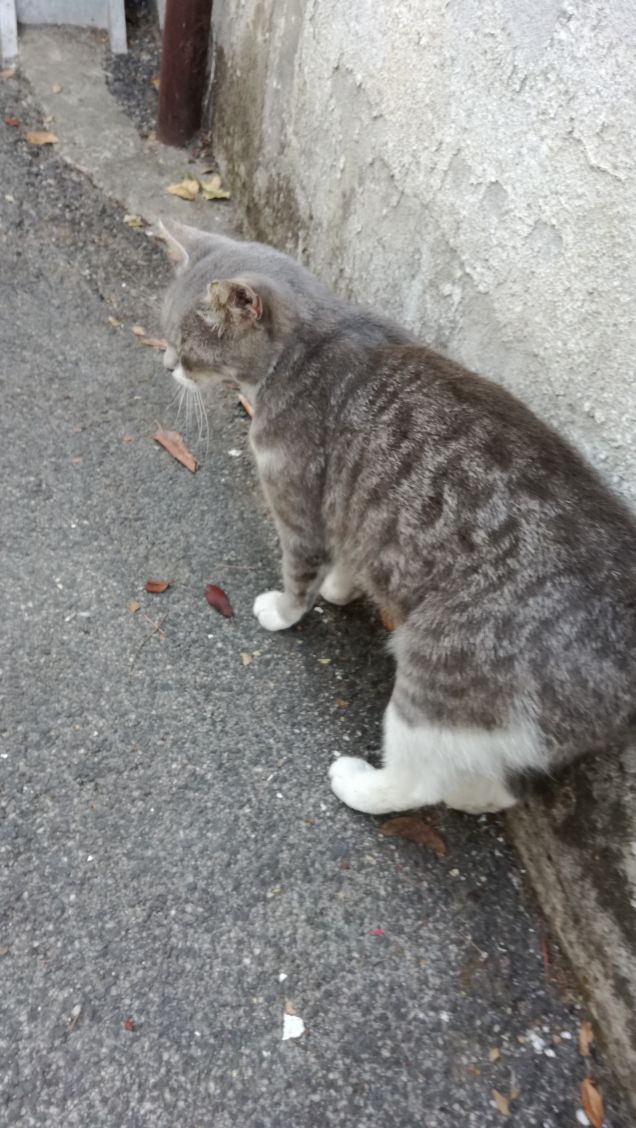 Se e' vero che un gatto cade sempre sulle zampe e una fetta di pane cade sempre dal lato imburrato per terra, che succede se un gatto cade con una fetta di pane legata sulla schiena con il burro in alto? (Steven Wright)