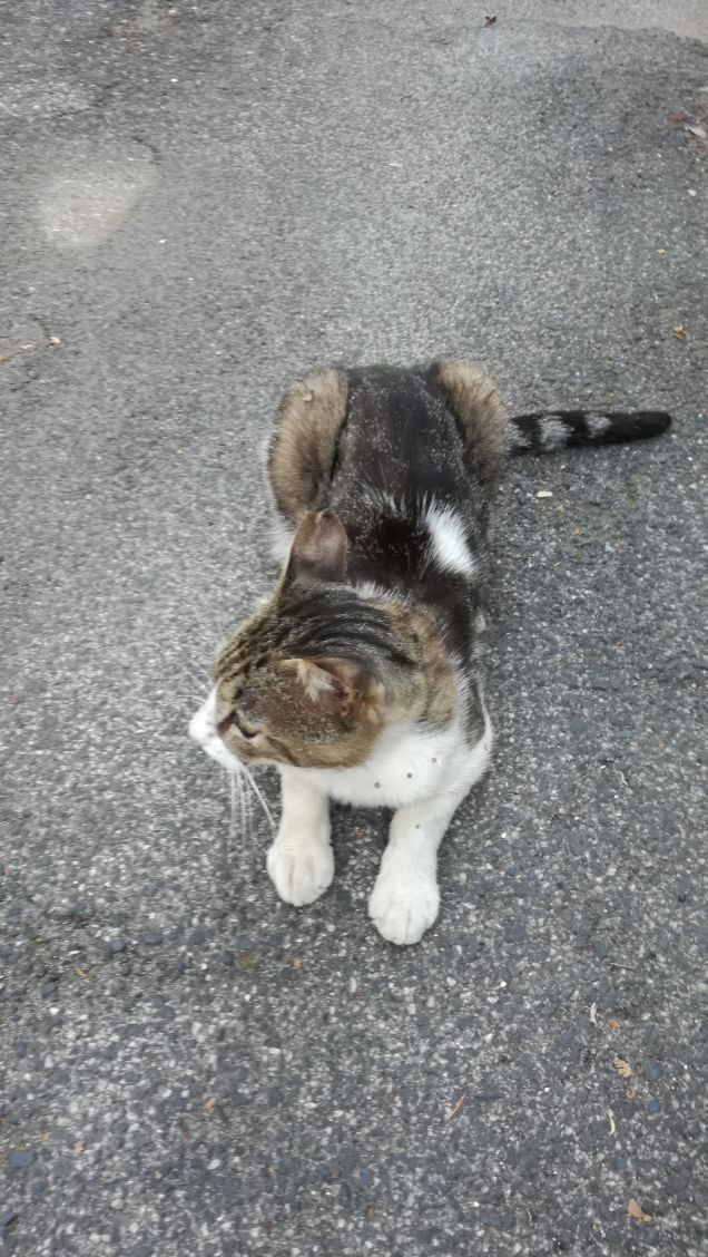 Gli artisti, i ribelli e gli introversi preferiscono i gatti; i soldati, gli estroversi e gli autoritari preferiscono i cani. (J.J. Rousseau)