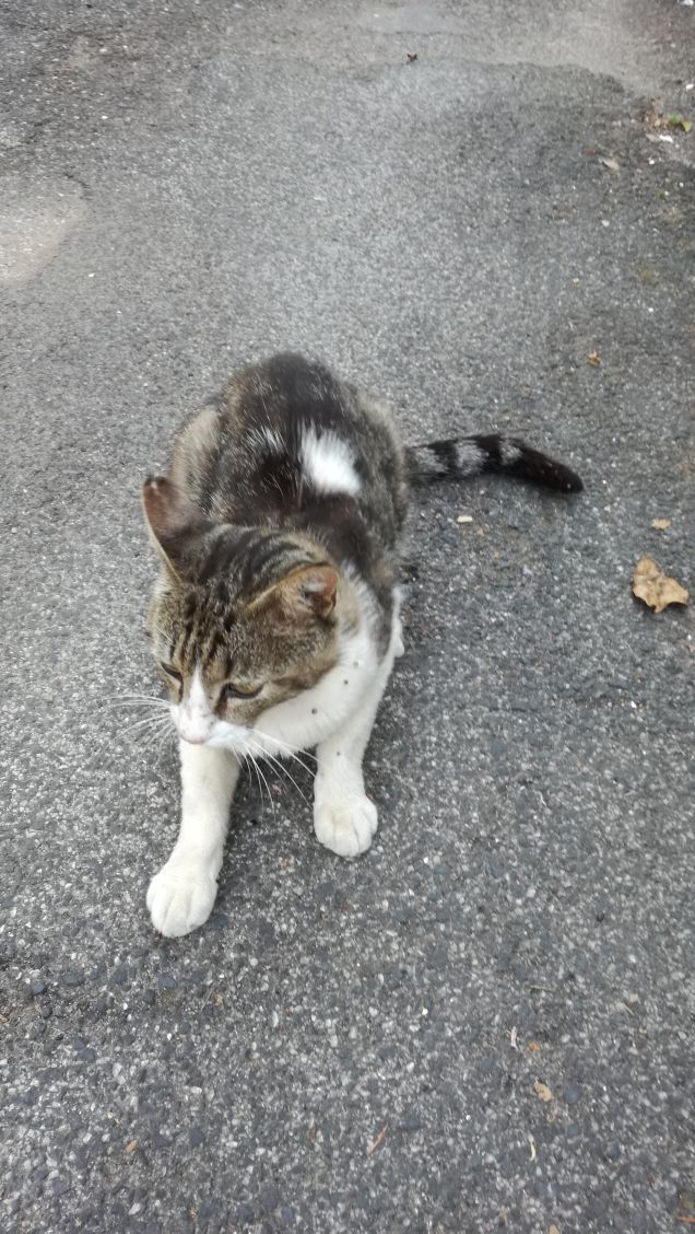 Parola d'ordine: Tanto va la gatta al lardo...che le viene il colesterolo! (James Tont)