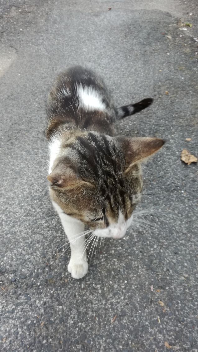 La gatta slovacca fece i gattini cechi. (Maurizio Tecli)