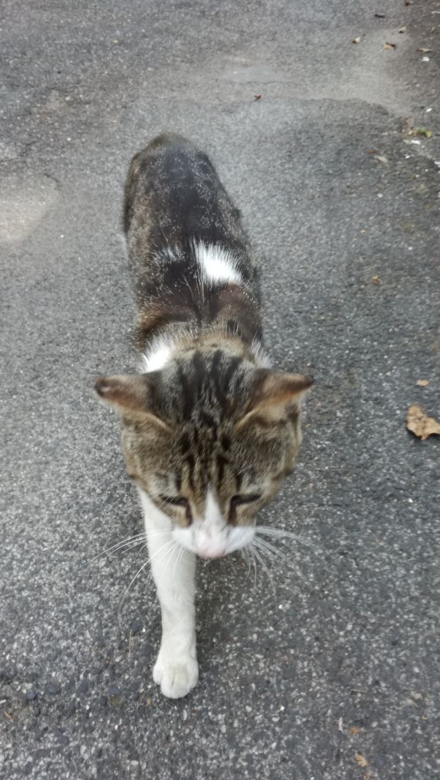 Se i gatti hanno i canini, perche' i cani non hanno i gattini?