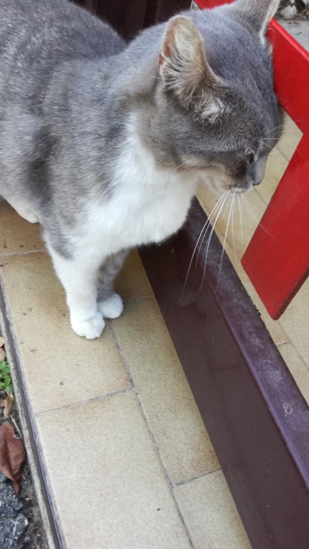 I cani hanno dei padroni. I gatti hanno del personale. (Bilbo Baggins)