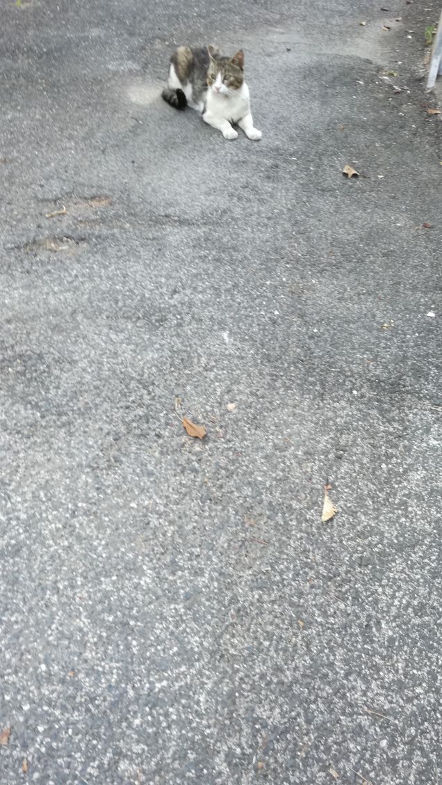 Inserzione giornalistica: Gatto molto furbo vende carte topo-grafiche.