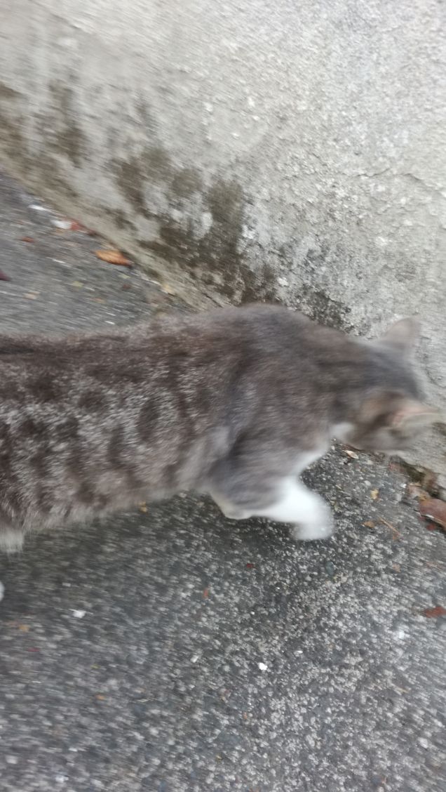 Mi piace stare accanto al mio gatto: è così morbido!