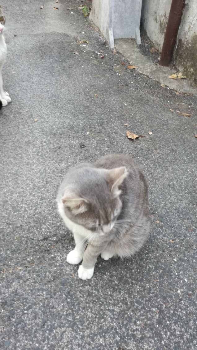 Tra le specie animali, quella che preferisco è sicuramente il gatto.