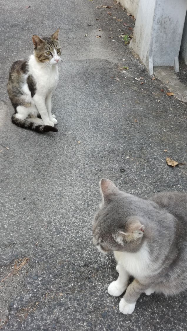 Il gatto fa le fusa per la gioia di essere il proprietario della casa