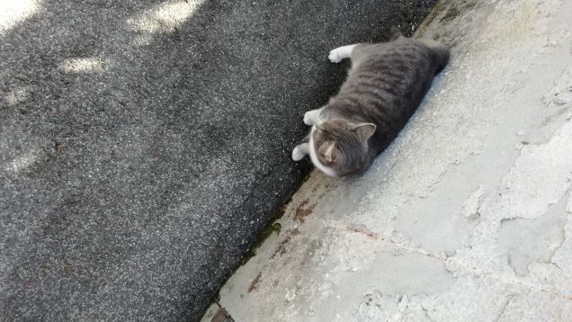 Un miao massaggia il cuore (Stuart McMillan)