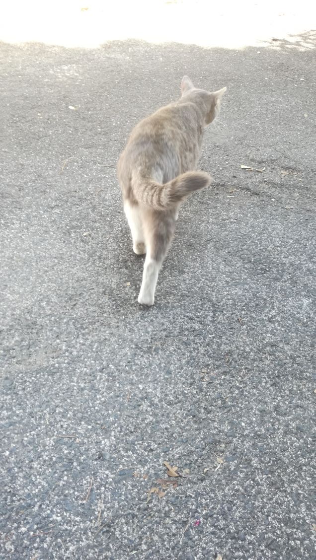 Ci sono gatti e gatti (Dénis Diderot)