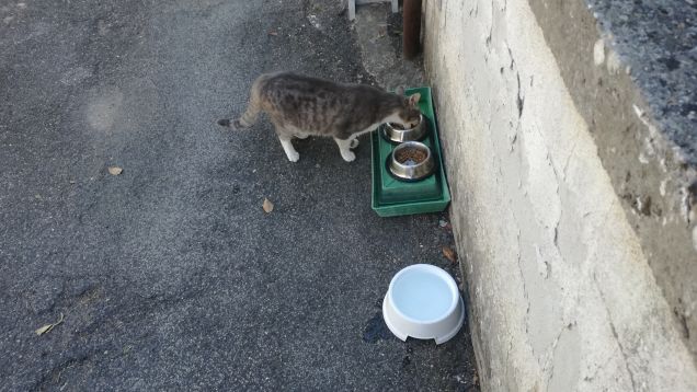 Il gatto più brutto che io abbia mai visto era semplicemente meraviglioso (Marilyn Peterson)