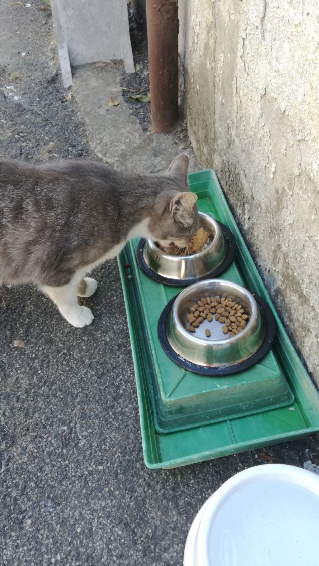 Pochi animali riescono a manifestare il loro umore attraverso le espressioni in modo tanto distinto quanto i gatti 