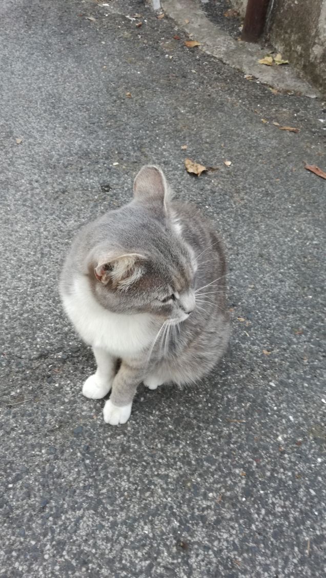 Il rapporto con un gatto prevede una dedizione totale.