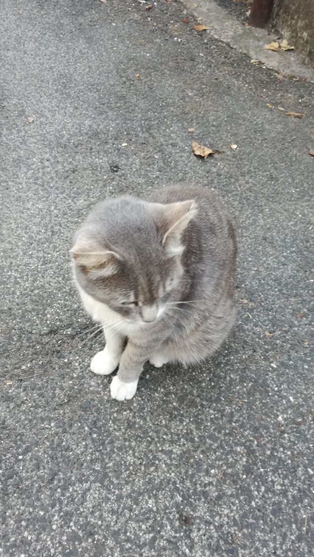Poiché ognuno di noi ha una sola vita, perché non decidere di passarla con un gatto? (Robert Stearns)