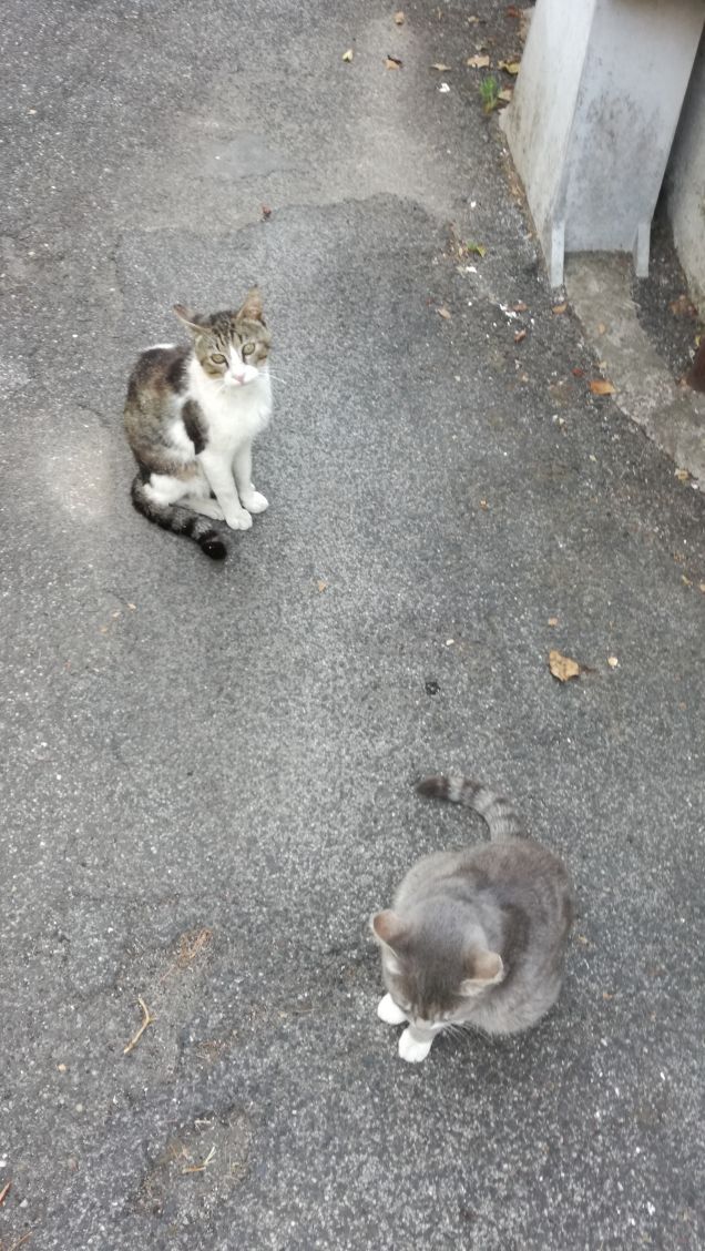 Un gatto può risolvere un po' tutto facendo le fusa... (Donna McRohan)