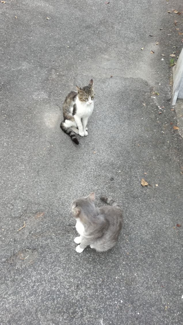 D'accordo, i gatti tiranneggiano, strumentalizzano, condizionano i loro padroni, ma in cambio offrono impagabili lezioni di saggezza (Julia Bachstein)