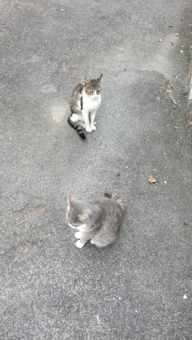 I cani ci insegnano ad amare; i gatti ci insegnano a vivere (M. Malloy)