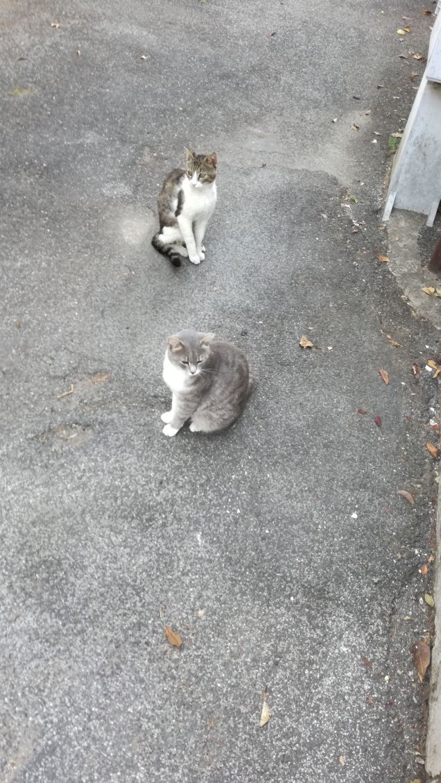 I gatti sono individui unici