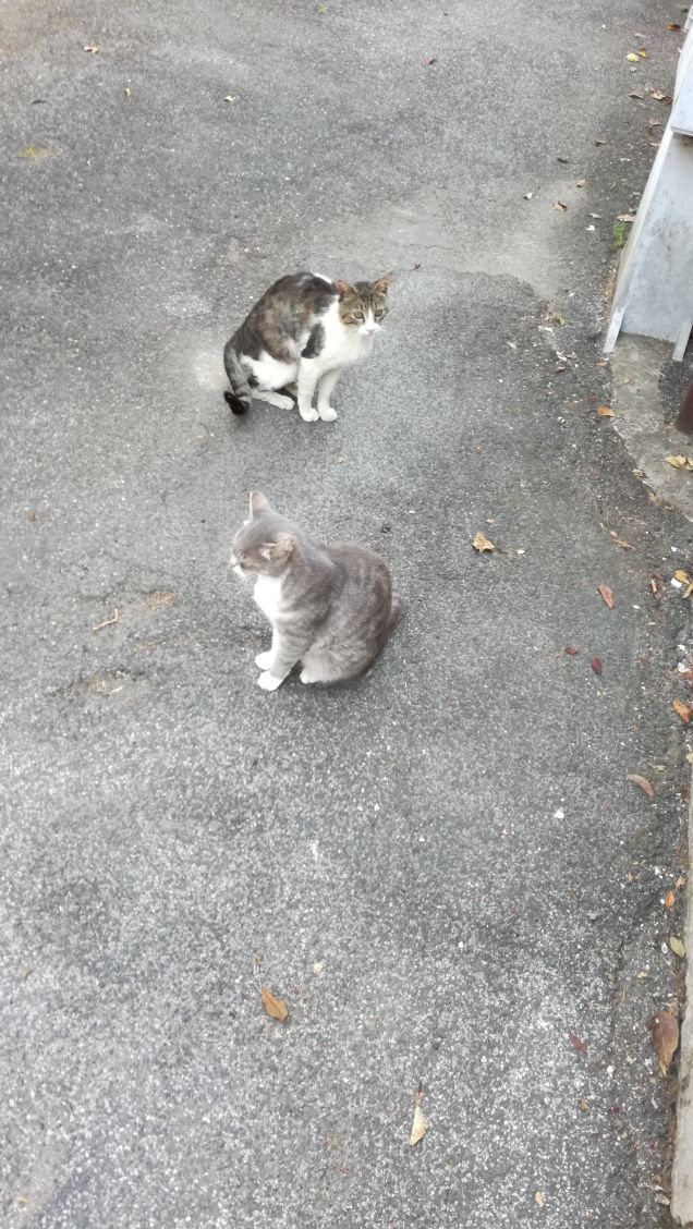 Non è possibile possedere un gatto. 
