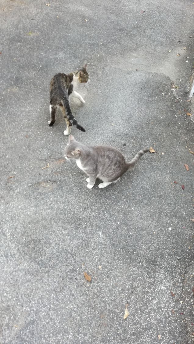 Un gatto non si compra: è lui che vi possiede (Tom Poston)