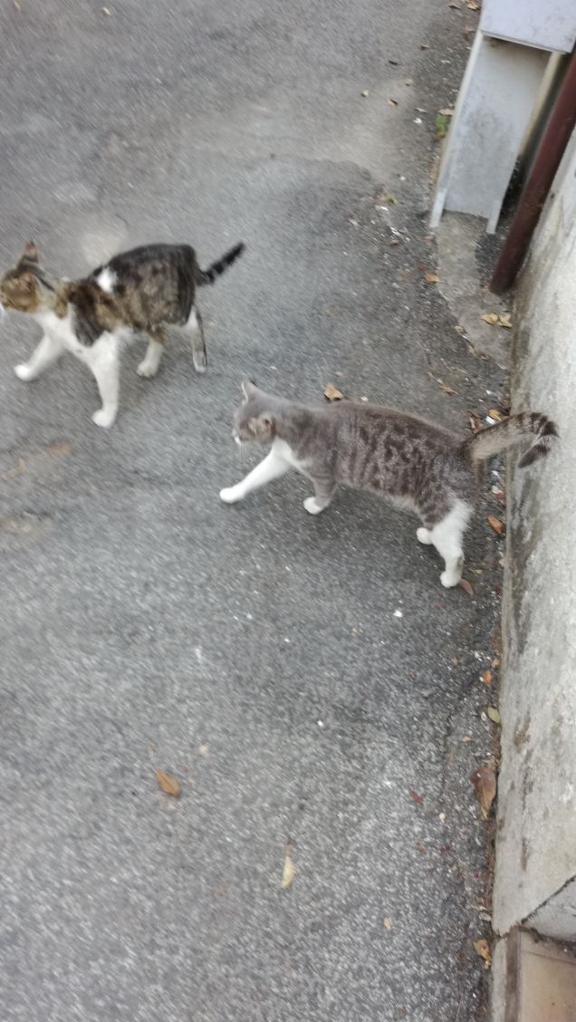 Una casa senza gatto è solo un domicilio (Shirley Collings)