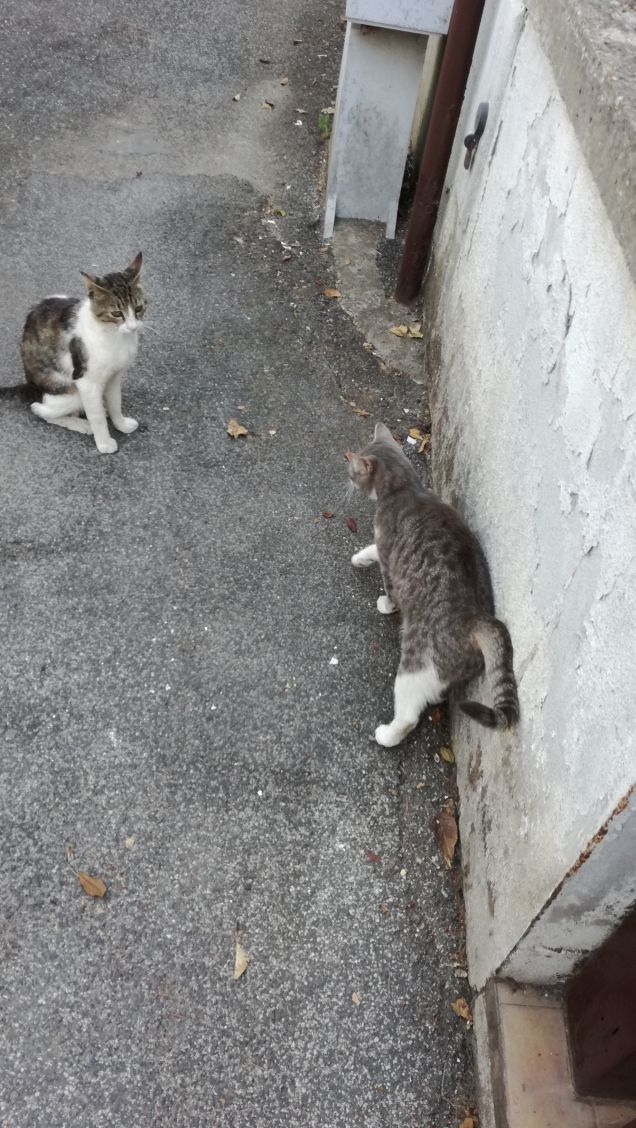 Non c'è alcuna necessità di sculture in una casa in cui vive un gatto (Wesley Bates)