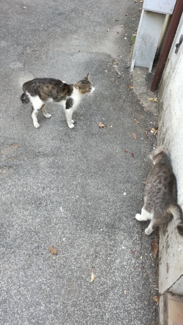 Un gatto non è mai volgare (Carl Van Vechten)