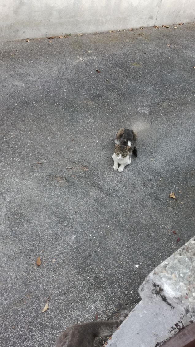 La presenza di un gatto migliora il muro del giardino in estate e il cuore quando il tempo è cattivo (Judith Merkle Rilke)