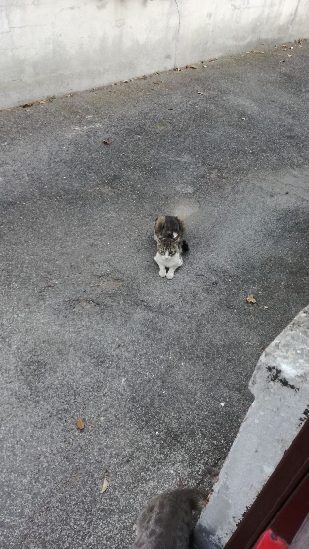 Non c'è alcuna necessità di insegnare ai gatti come divertirsi, poiché essi sono dotati di ineffabile ingegno in questa arte (James Mason)