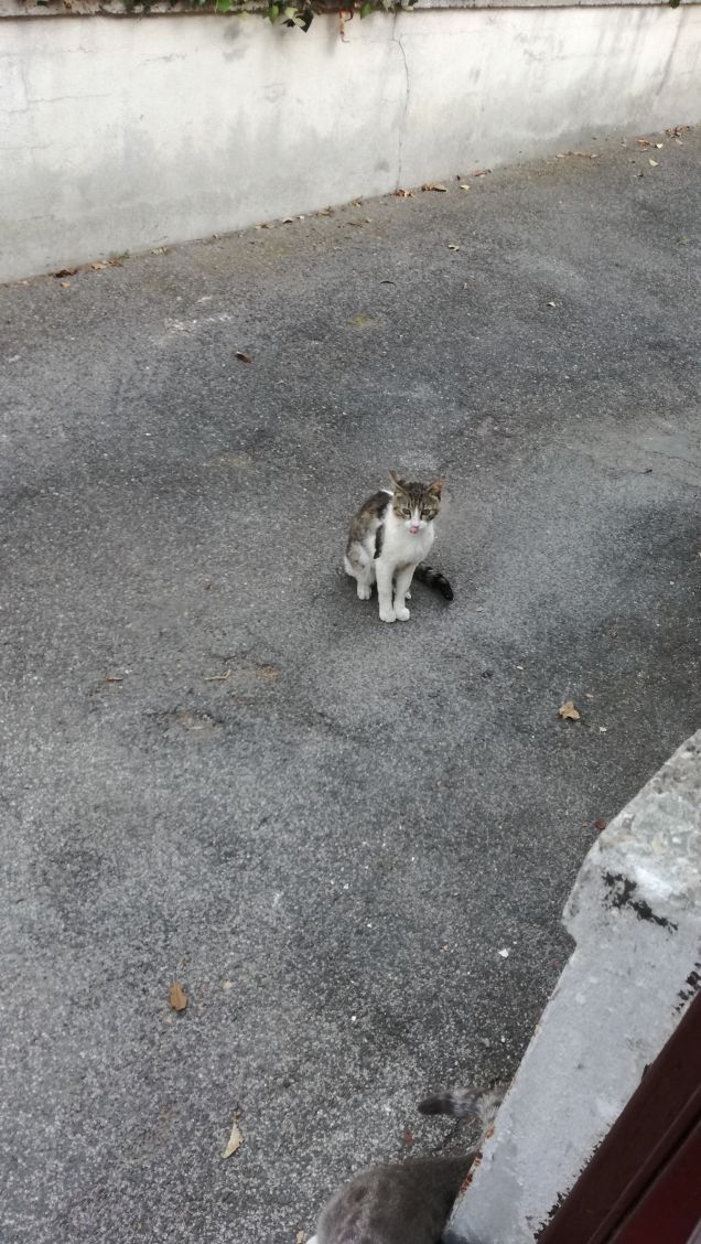 Alcuni gatti sono ciechi, altri sordi come una campana. Ma non esistono gatti stupidi (Anthony Henderson Enwer)