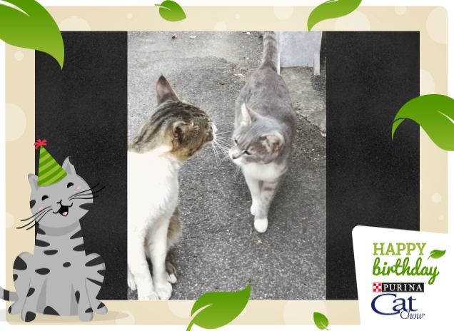 #HappyBirthdayCatChow