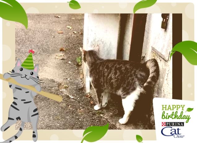#HappyBirthdayCatChow
