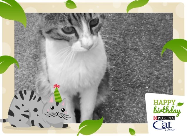 #HappyBirthdayCatChow
