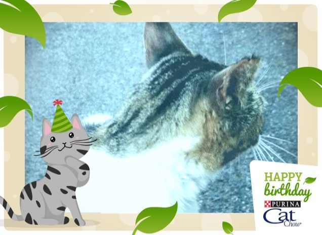 #HappyBirthdayCatChow