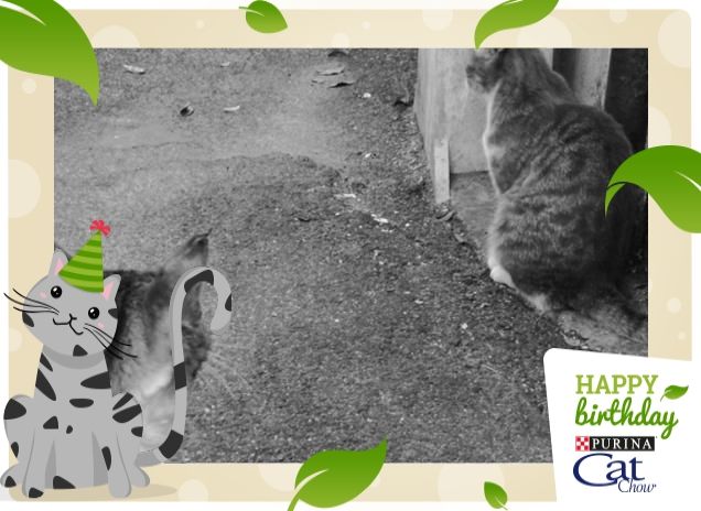 #HappyBirthdayCatChow