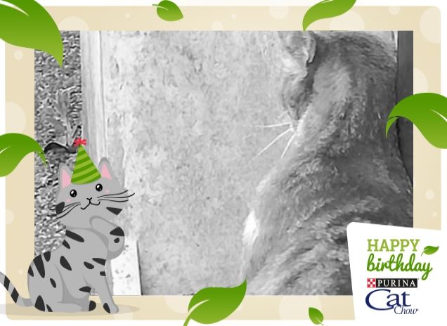 #HappyBirthdayCatChow