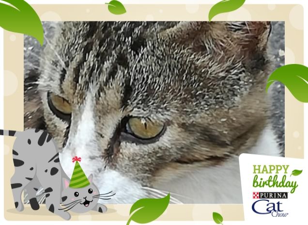 #HappyBirthdayCatChow