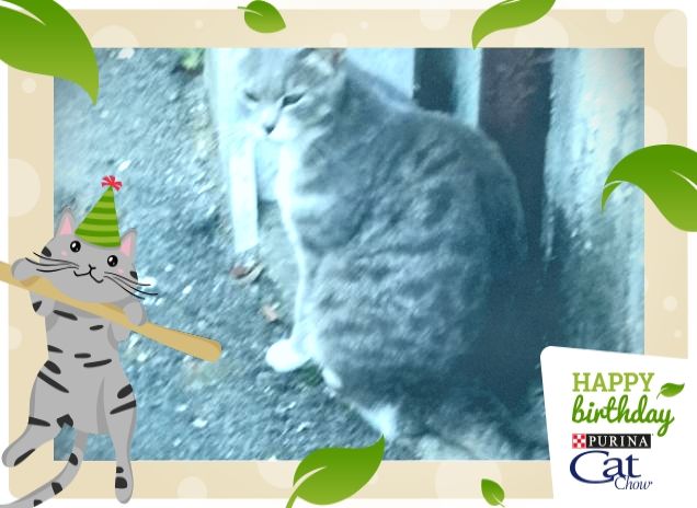 #HappyBirthdayCatChow
