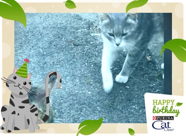 #HappyBirthdayCatChow