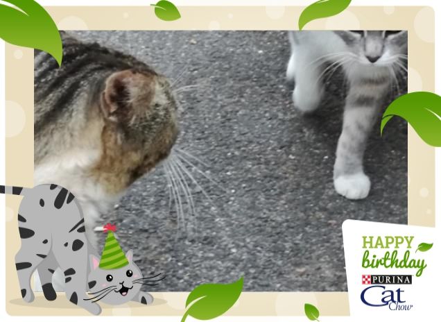 #HappyBirthdayCatChow