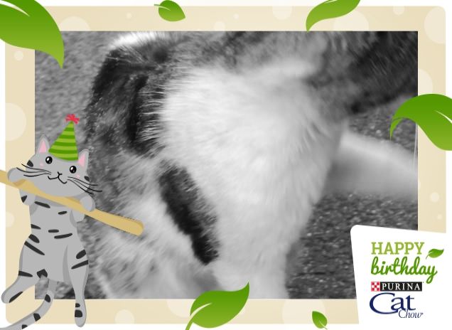 #HappyBirthdayCatChow