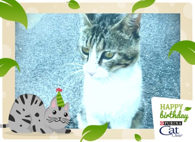 #HappyBirthdayCatChow