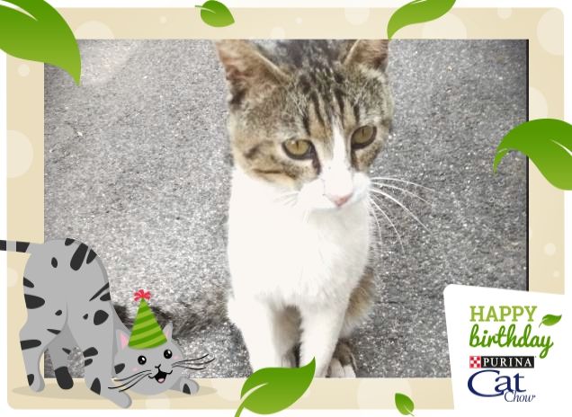 #HappyBirthdayCatChow