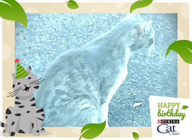 Tanti auguri Cat Chow da Micia.