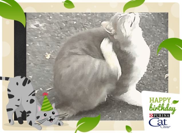 Tanti auguri  da Micia, Cat Chow.