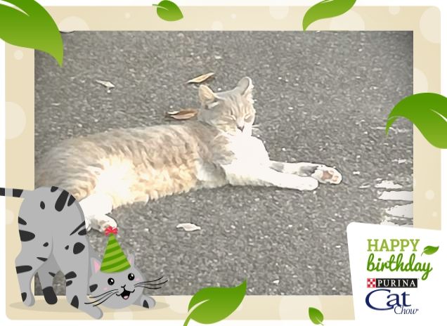 Tanti auguri  da Micia, Cat Chow.