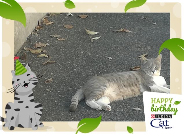 Tanti auguri  da Micia, Cat Chow.