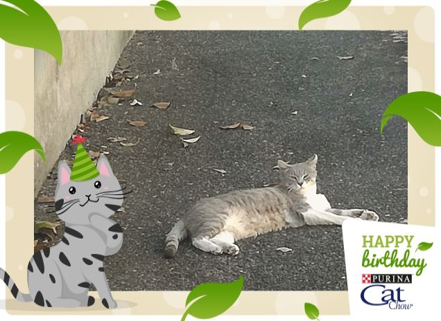 Tanti auguri  da Micia, Cat Chow.