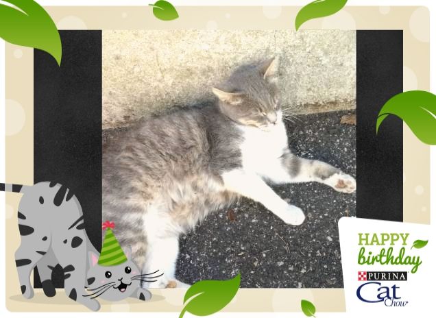 Tanti auguri  da Micia, Cat Chow.