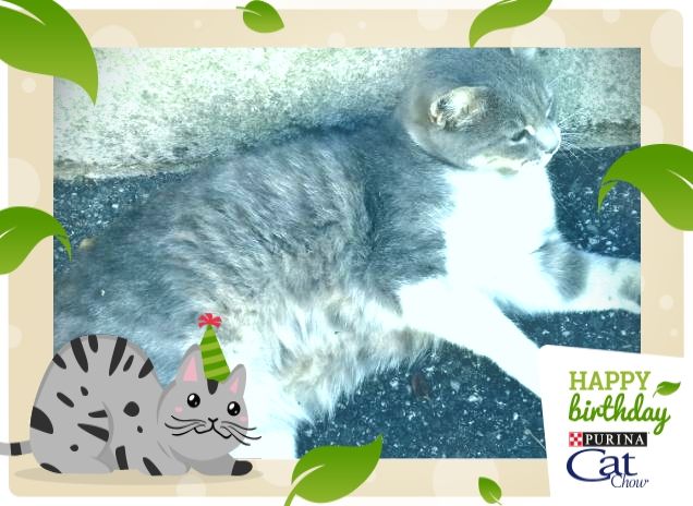 Tanti Auguri Cat Chow.