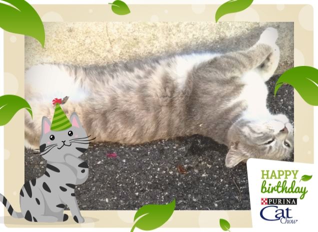 Tanti Auguri Cat Chow.