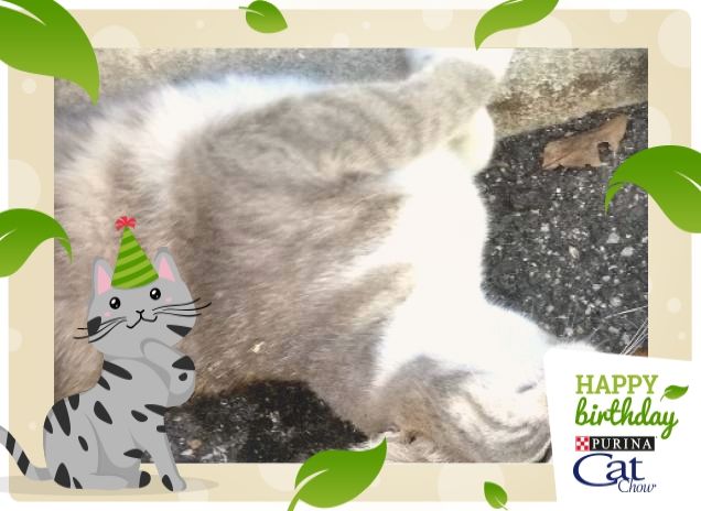 Tanti Auguri Cat Chow.